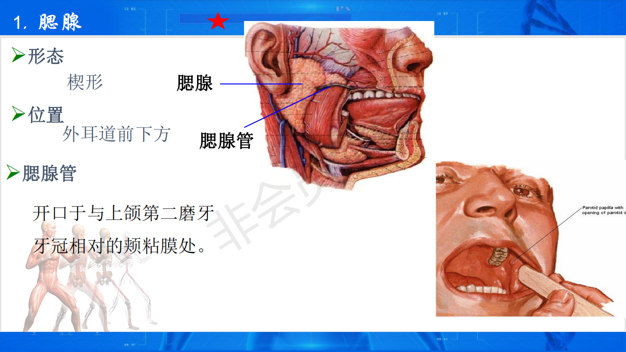 唾液腺6_06.png