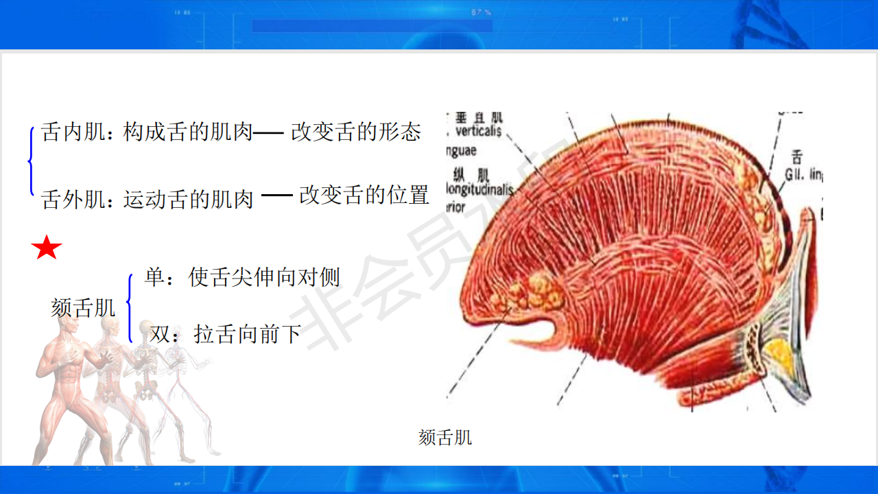 临床专业人体解剖学信息化教学-消化系统